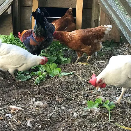 Landhaus Jaagu-mihkli Muhu Island Ridasi