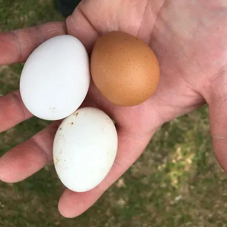 Country house Jaagu-mihkli Muhu Island