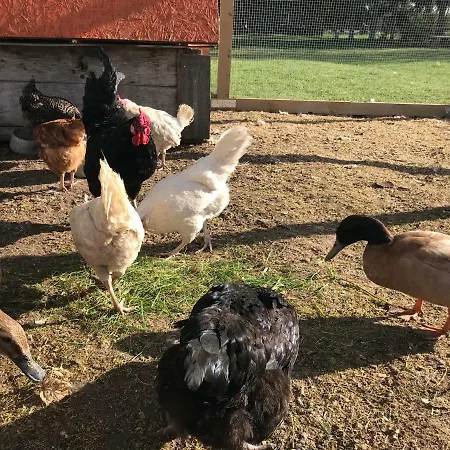 Jaagu-mihkli Muhu Island Venkovský dům