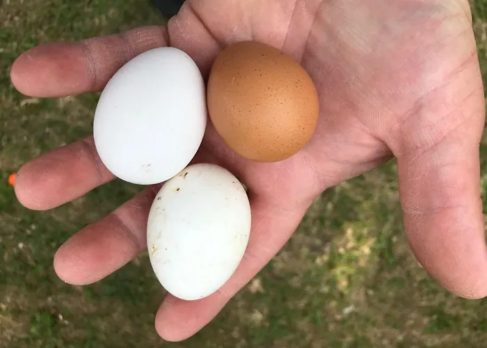 Country house Jaagu-mihkli Muhu Island